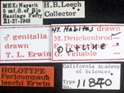 Image of Pericompsus leechi