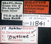 Image of Pericompsus subincisus