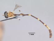 Leptopteromyia colombiae image