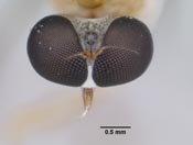 Leptopteromyia colombiae image