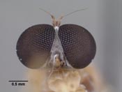 Leptopteromyia colombiae image