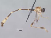Leptopteromyia colombiae image
