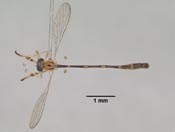 Leptopteromyia mexicanae image