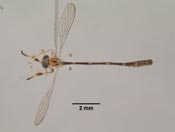 Leptopteromyia mexicanae image