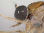 Leptopteromyia mexicanae image