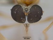 Leptopteromyia mexicanae image