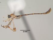 Leptopteromyia mexicanae image