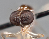 Leptopteromyia peruae image