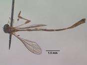 Leptopteromyia peruae image