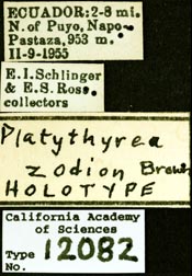 Image of Platythyrea zodion