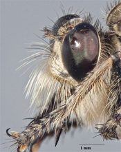Bactria anophrys image