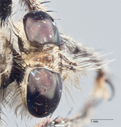 Bactria anophrys image