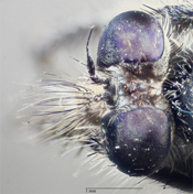 Bactria atripes image