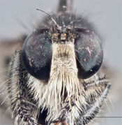 Bactria atripes image