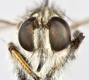 Bactria corethropus image