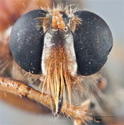 Prolepsis costaricensis image