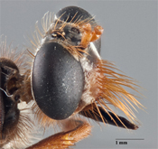 Prolepsis costaricensis image