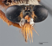 Prolepsis costaricensis image