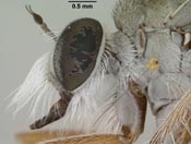 Furcilla dorothyae image