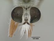 Furcilla dorothyae image