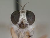 Furcilla dorothyae image