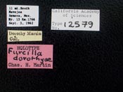 Image of Furcilla dorothyae