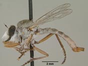 Furcilla dorothyae image