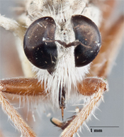 Furcilla petila image