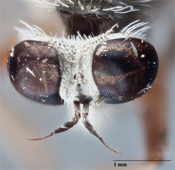 Furcilla petila image