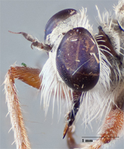 Furcilla petila image