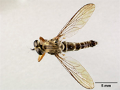 Pachychoeta caracasae image