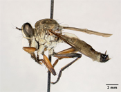 Pachychoeta caracasae image