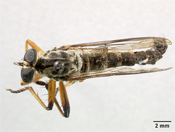 Pachychoeta inca image