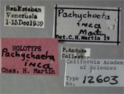 Image of Pachychoeta inca