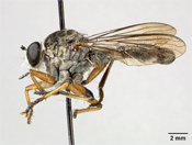 Pachychoeta inca image