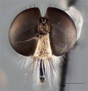 Polacantha badia image