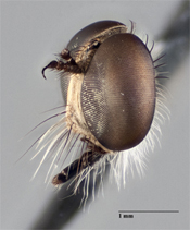 Polacantha badia image