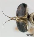 Polacantha tridens image