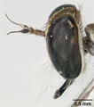 Polacantha tridens image