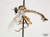 Polacantha tridens image