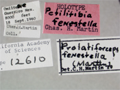 Image of Prolatiforceps fenestrella