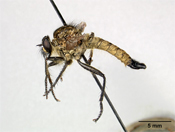 Prolatiforceps fenestrella image