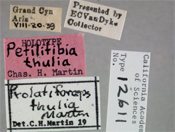 Image of Prolatiforceps thulia