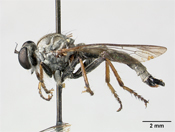 Prolatiforceps thulia image