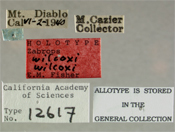 Image of Zabrops wilcoxi