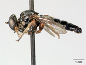 Bohartia senecta image