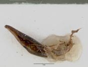 Dromica kavanaughi image