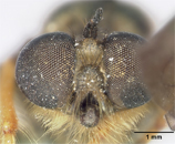 Laphria indica image