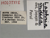 Laphria indica image