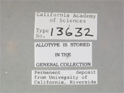 Laphria indica image